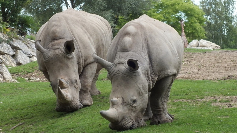 animals, rhino, 1080P