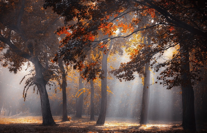 leaves, sun rays, sunlight, forest, fall, landscape, nature, 720P, mist, trees