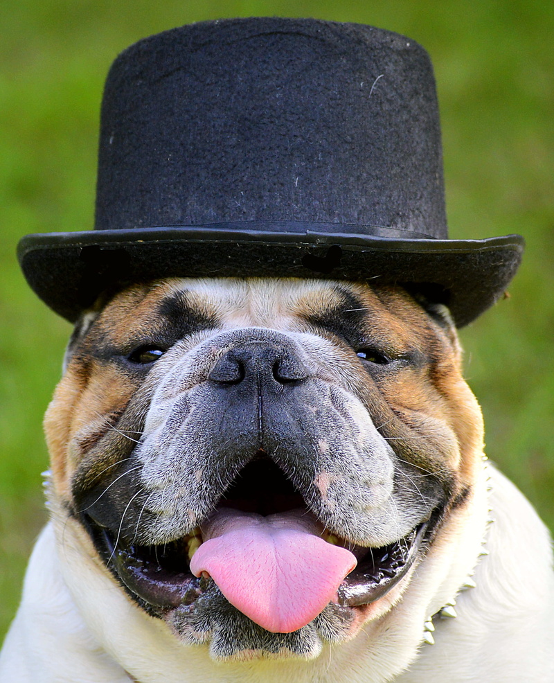 one animal, self-conscious, dressed up, canine, focus on foreground, animal, animal themes, beige, pets, animal nose, domestic animals, sweet, close, clothing