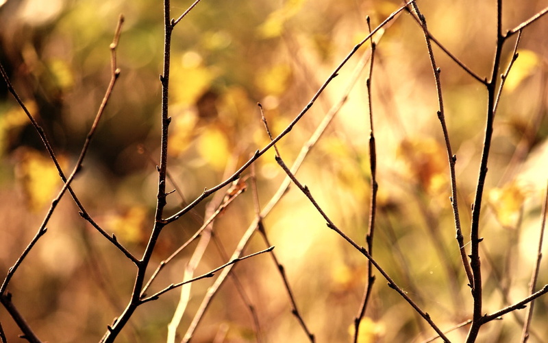 no People, security, chainlink fence, branch, boundary, springtime, morning, landscape, protection, brown, forest, woodland, dry, environment, grass, rural Scene