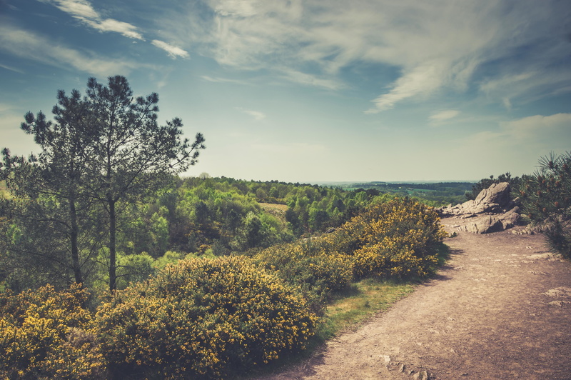 scenics - nature, trees, growth, no people, nature, sky, non-urban scene, body, tree, road, tranquil scene, near, the way forward, water, day, footpath