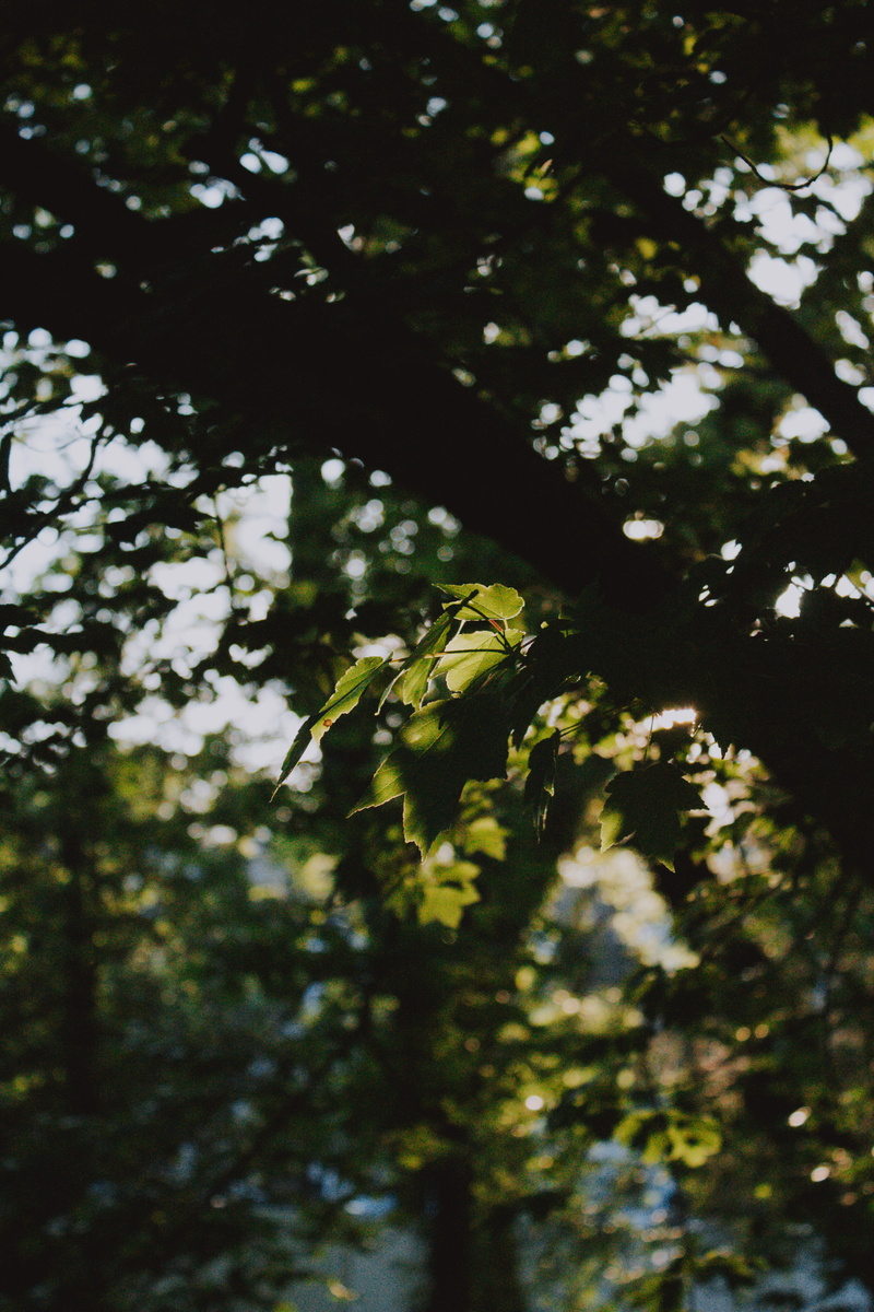 tree trunk, plant part, plant, tree, day, beauty in nature, leaf, focus on foreground, low angle view, sunlight, shadows, bee eater, tree canopy, growth