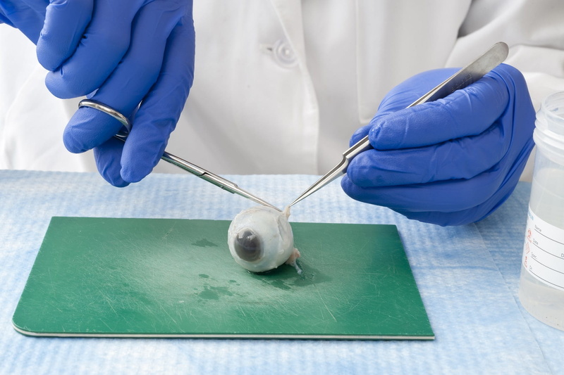 lab coat, occupation, technology, clothing, study, protection, scientific experiment, technician, Lab, Research, table, surgical glove, medical, human hand