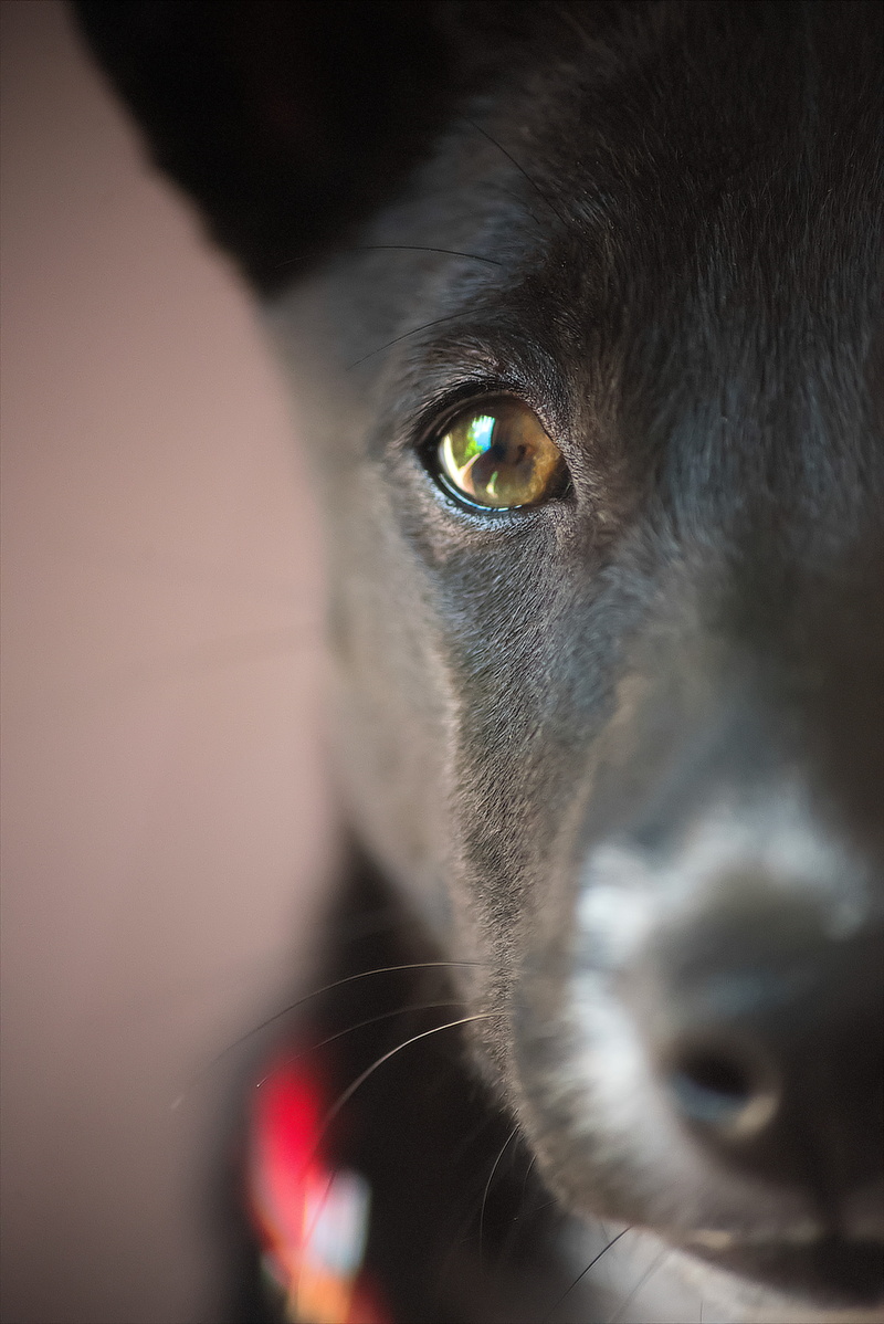 looking at camera, closeup, animal eye, whisker, puppy, 5K, animal, black, close-up, domestic, adorable, canine, doggy, vertebrate, pets, mammal, dog