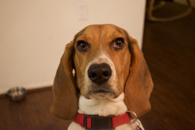 one animal, no people, domestic, puppy, canine, focus on foreground, hound, sitting, animal, accessories, brown, mammal, beagle, glasses, wood, strap, animal themes