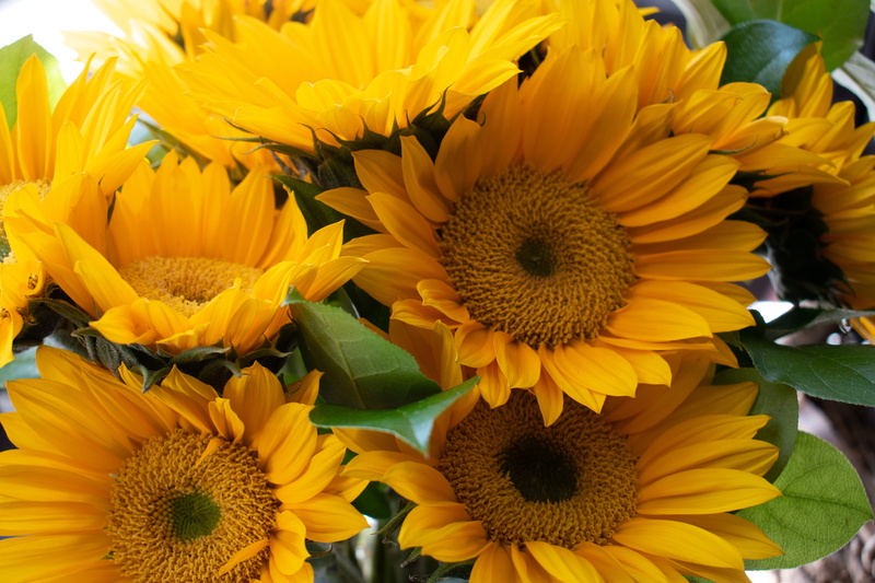flower bouquet, glass, flowering plant, daisies, freshness, sunflower, plant part, yellow, blossom, leaf, bouquet, growth, back, flower arrangement, day