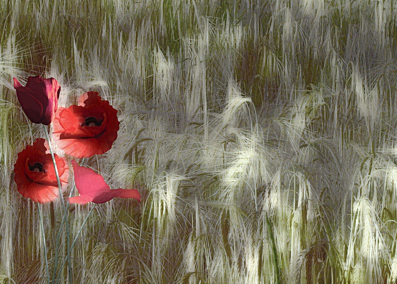 corn field, nature, vulnerability, lake, digital, wheat, flowering plant, flower, countryside, water, agriculture, freshness, red poppy, tranquility, field