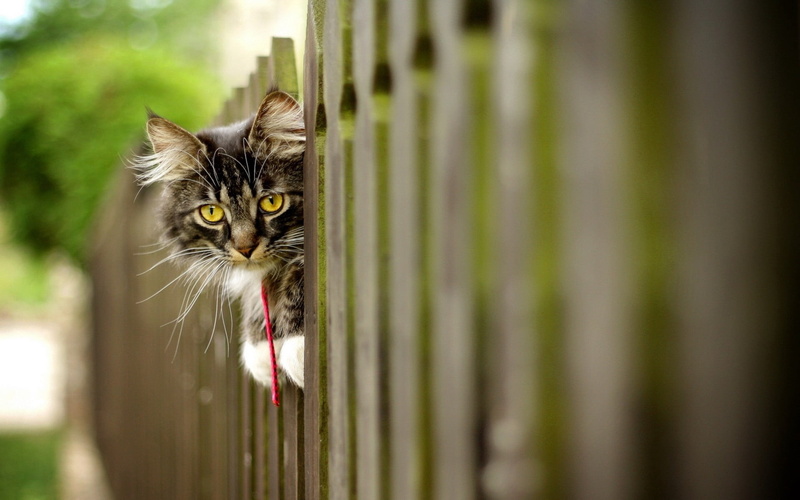 tabby, kitten, looking, beauty In Nature, no people, fence, furry, one Animal, domestic Cat, animal, cute, brown, portrait, domestic, close-up, day, selective focus