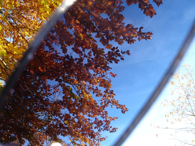 screwing up, cloud - sky, autumn forest, protection, autumn, day, growth, tree, leaves, glass - material, fall color, orange color, plant part, sky, sunglasses