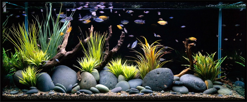 no people, transparent, animals in captivity, succulent plant, stone - object, water, rock, 1080P, sealife, ocean, animal, nature, fish, solid, animal themes