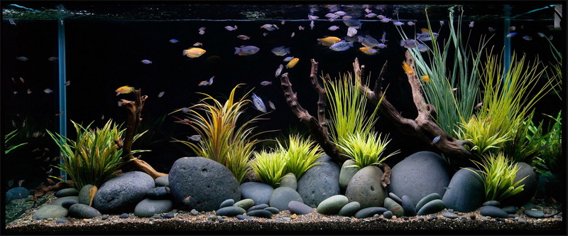 succulent plant, growth, close-up, food, nature, outdoors, pebble, rock - object, water, stone - object, floating on water, rock, sealife, large group of objects
