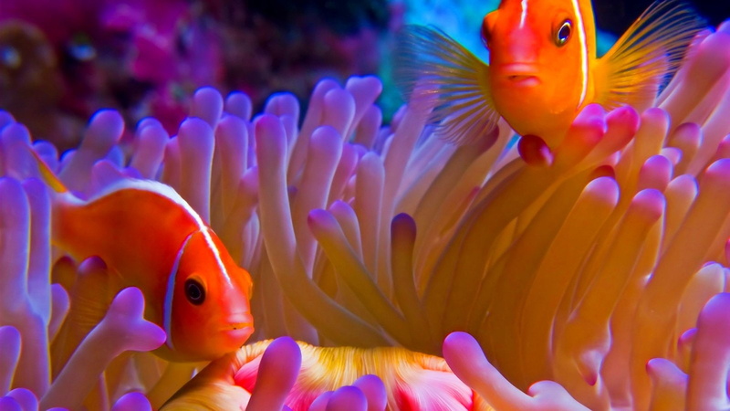 animal wildlife, undersea, nature, group of animals, clown fish, animals in the wild, sea, sea life, water, coral, outdoors, no people, sealife, animal themes