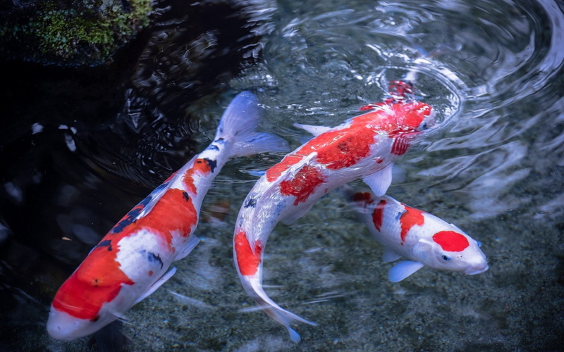 underwater, marine, fishes, ocean, swimming, day, fish, sealife, sea life, nature, outdoors, school of fish, lake, animals in the wild, koi carp, sea, 1080P