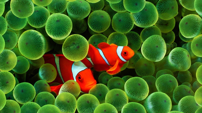 sea, water, nature, swimming, undersea, animal wildlife, animals in the wild, fishes, vertebrate, animal themes, clown fish, sealife, underwater, marine