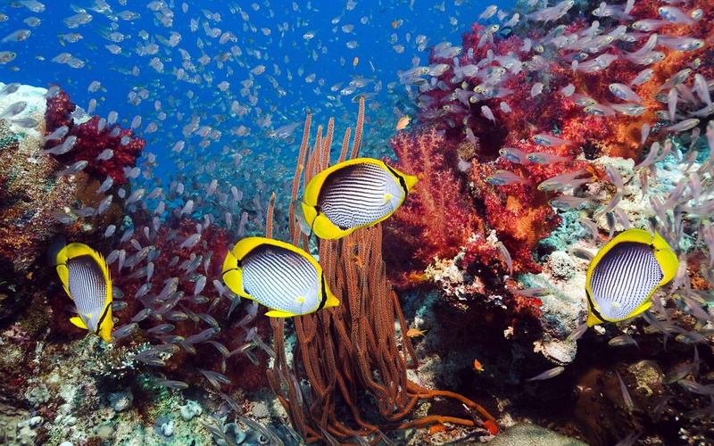 reef, yellow, fish, nature, 1080P, nature and landscapes, sealife, oceans, coral reefs, fishes, coral