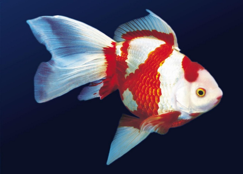 marine, animal, undersea, goldfish, animal themes, sea, no people, black background, one animal, swimming, studio shot, animals in the wild, sea life, indoors
