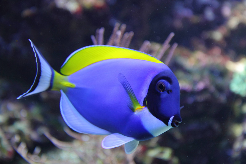 sea, tropical fish, ocean, animal, sealife, water, vertebrate, sea life, fishes, animal wildlife, animals in the wild, focus on foreground, 2K, aquarium