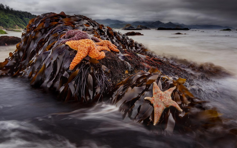 nature, nature and landscapes, 1080P, starfish, beaches, beach, sealife