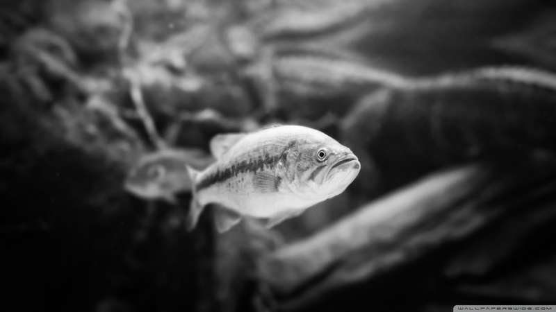 fishes, animals, hd, 1080P, silver, resolution, white, sealife, black, fish