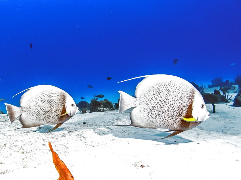 undersea, water, animal themes, ocean, swimming, sealife, animals in the wild, fish, animal, land, animal wildlife, sunlight, fishes, vertebrate, marine