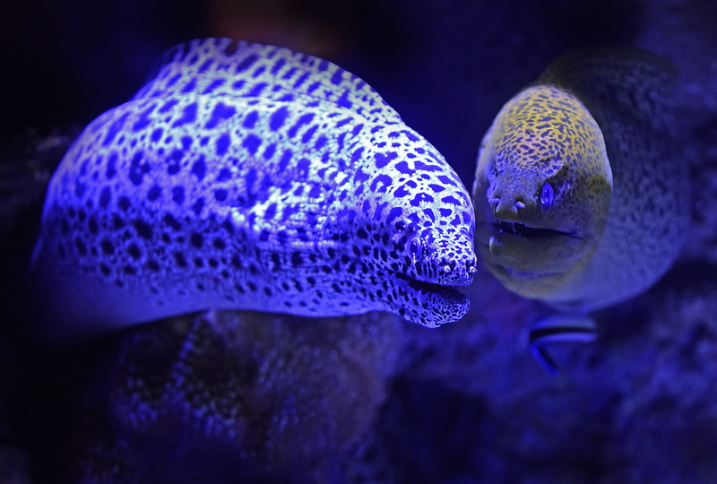 undersea, sea life, group of animals, no people, animals in captivity, nature, 2K, outdoors, water, poisonous, sea, fishes, marine, animal wildlife, animal