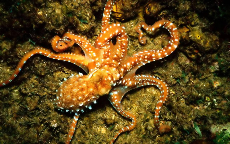 oceans, nature, common, 1080P, octopus, reefs, sealife, nature and landscapes, floor, underwater fish, ocean