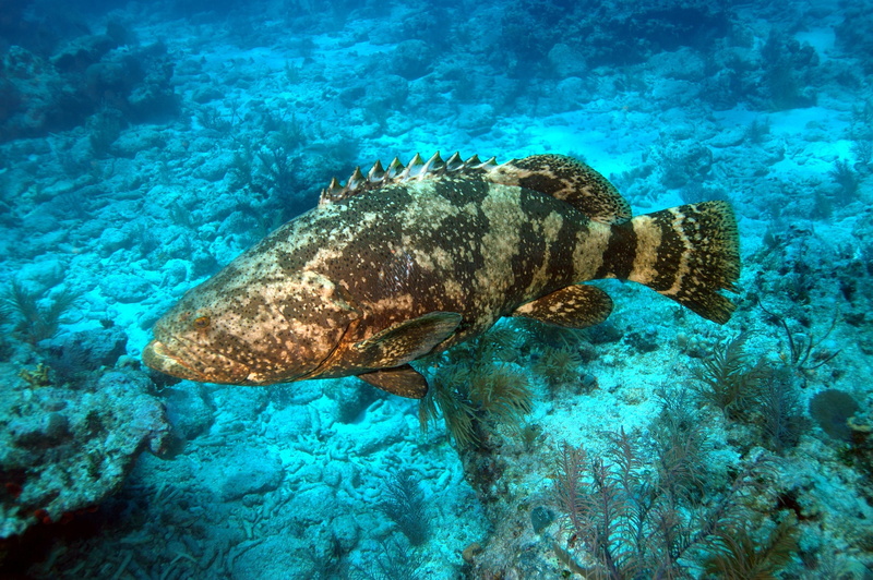 undersea, water, underwater, 2K, animal themes, vertebrate, fish, invertebrate, one animal, sea life, animals in the wild, beauty in nature, marine, ocean