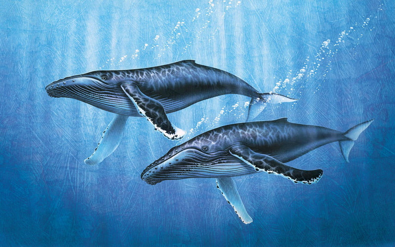 fish, no people, vertebrate, undersea, animal themes, ocean, swimming, sea, sealife, sea life, underwater, group of animals, blue, marine, Whale, nature