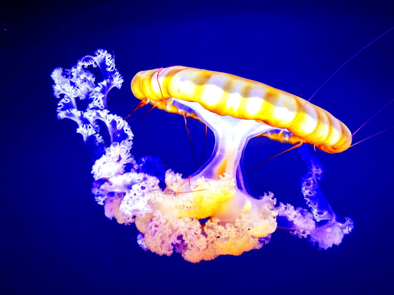one animal, 2K, outdoors, nature, jelly fish, invertebrate, animal wildlife, depth, blue, floating on water, underwater, aquarium, blue background, tentacles
