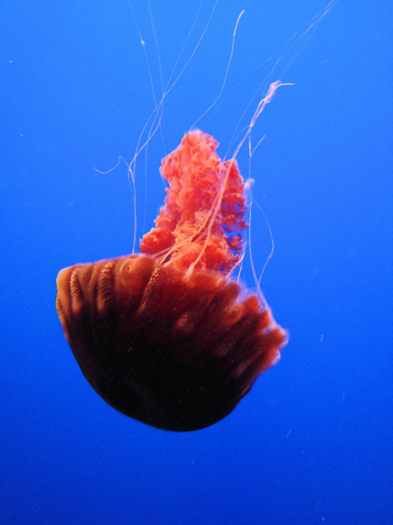 Jellies, jelly, animal, Chrysaora Achlyos, orange, 2K, California, nature, underwater, wildlife, Monterey Bay Aquarium, Black Sea Nettle, Monterey  Aquarium