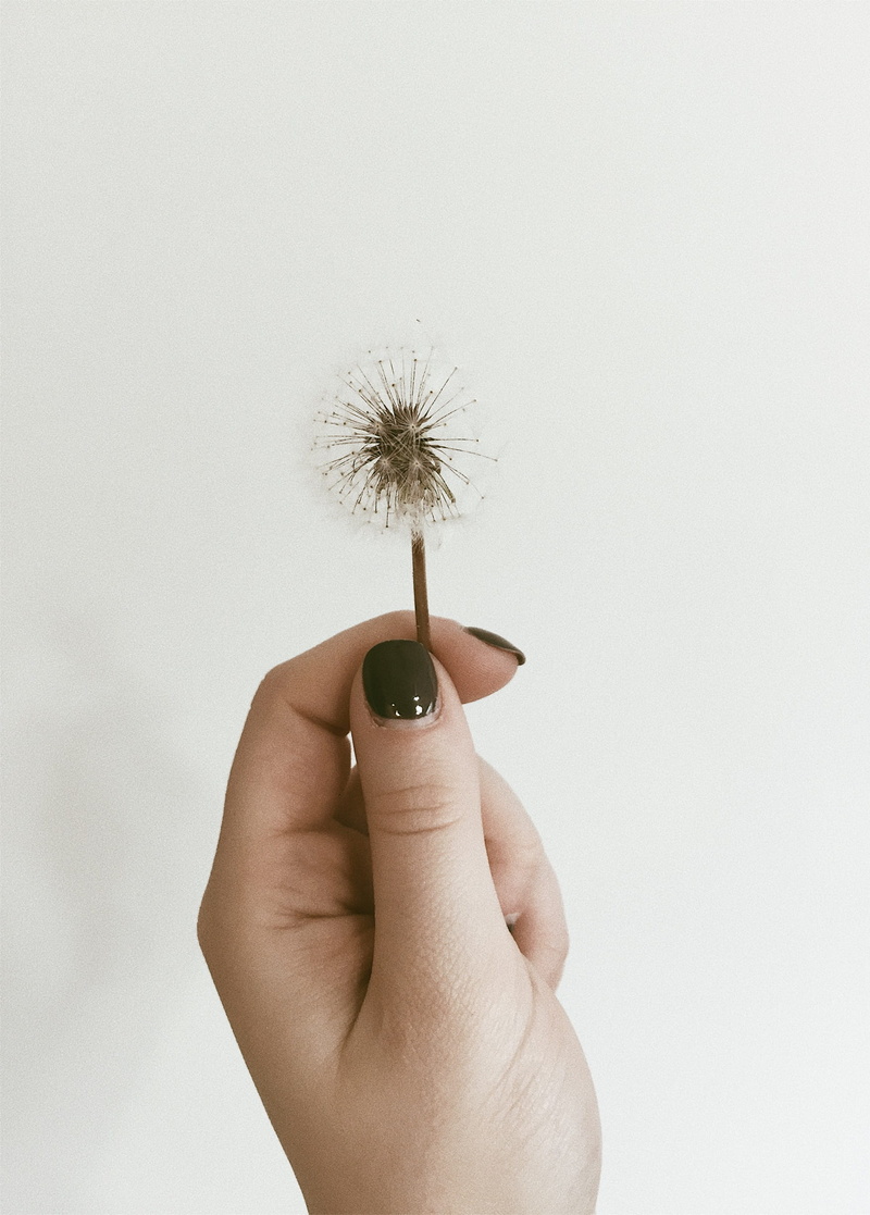 holding, copy space, dendelion, personal perspective, human body part, nature, fragility, studio shot, close-up, 1080P, dandelion seed, human finger, white