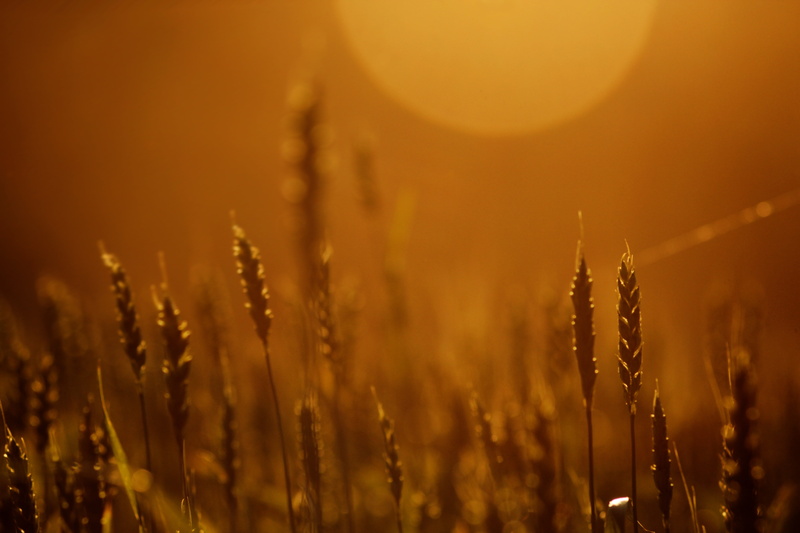harvest, agriculture, 5K, cereals, tranquility, cereal plant, beauty in nature, crop, close-up, landscape, mature, field, environment, spot, summer, meadow