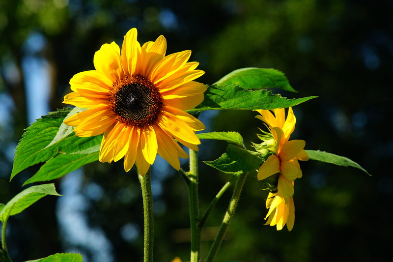 day, inflorescence, growth, plant, focus on foreground, nature, sepal, beauty in nature, color spot, garden, yellow, outdoors, flower, bloom, closeup, close