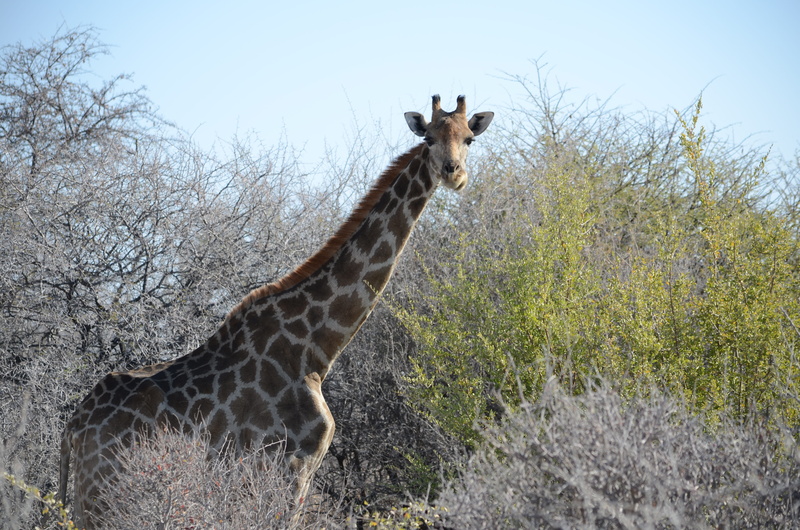 wilderness, close, spotted, 4K, mammal, animal neck, adventure, safari, nature, vertebrate, herbivorous, wild animal, animal head, majestic, one animal