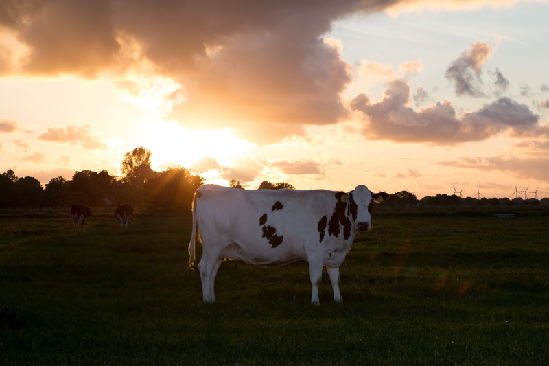 landscape, spotted, evening, sky, evening sky, evening sun, cow, environment, domestic, nature, herbivorous, meadow, dairy cows, animal portrait, mammal