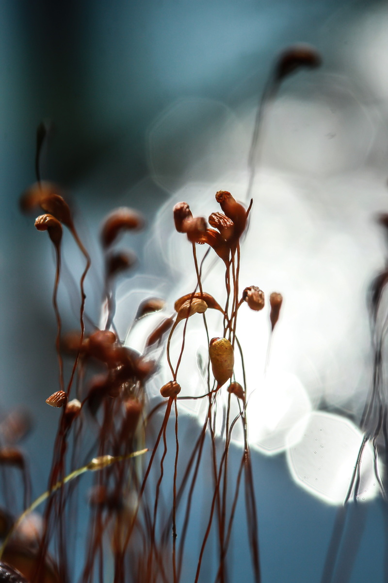 sun spots, pond, day, moss spores, dew, fragility, nature, spores, water, plant stem, mossy, beauty in nature, macro, 5K, no people, wilted plant, freshness