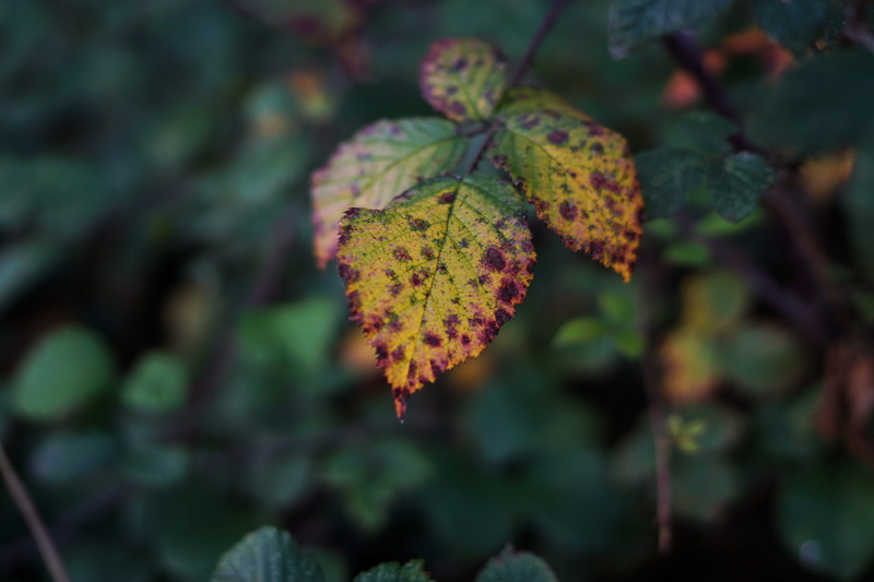 autumn, blur, fragility, outdoors, forest, plant part, nature, close-up, shrub, ribs, violet, leaf, sun, red, focus on foreground, spots, france, food