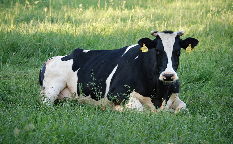 landscape, field, spotted, cow, polyana, land, cows, 2K, pasture land, plant, livestock, black, animal, vertebrate, domestic cattle, heifer, cattle, meadow