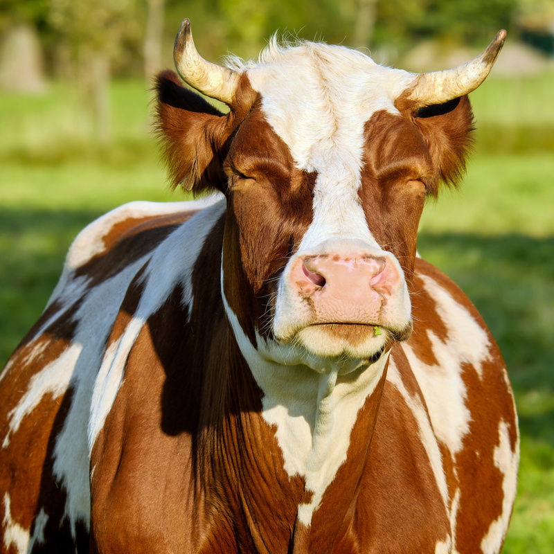 2K, agriculture, focus on foreground, looking at camera, outdoors, no people, brown, beef, black forest, animal themes, creature, brown white, livestock