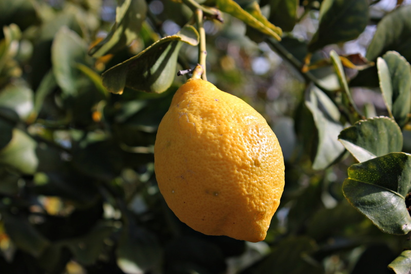 harvest, freshness, nature, lemon tree, food, lemon, focus on foreground, branch, 4K, no people, macro, citrus fruit, acidity, orange, plant, mediterranean countryside