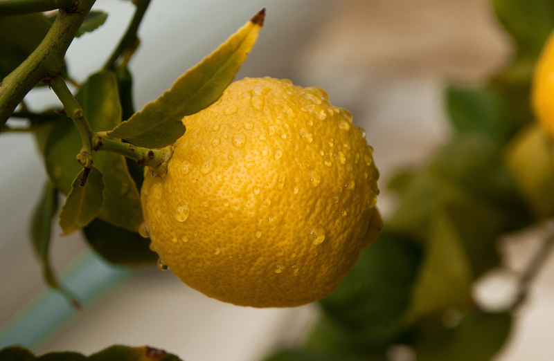 wellbeing, ripe, lemon tree, focus on foreground, fruit tree, acidity, citrus, food, natural condition, plant part, tree, nature, plant, citrus fruit, no people