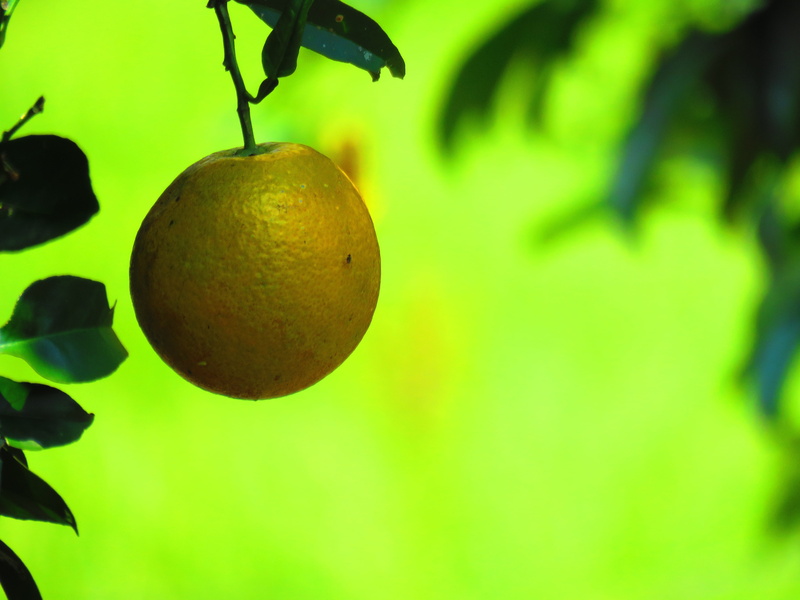 outdoors, no people, vegetable, yellow, tree, acid, plant part, Citrus, 4K, acidity, healthy eating, Orange, green color, wellbeing, naranjo, ripe, freshness
