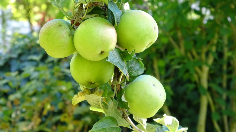 apple - fruit, freshness, fruit, nature, agriculture, wellbeing, close-up, plant, health, day, tree, apple, fresh, green color, vitamins, ripe, plant part