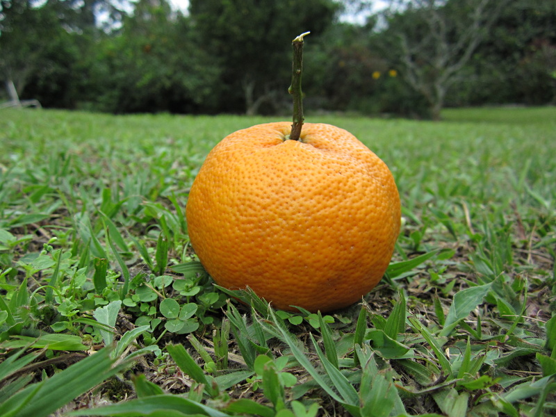 wellbeing, orange color, healthy eating, food and drink, field, outdoors, acid, orange - fruit, focus on foreground, green, fruit, no people, citrus fruit
