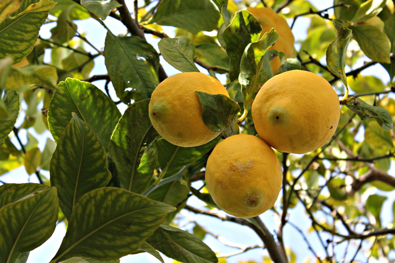 tree, lime, healthy eating, lemon, green color, food, yellow, lemon juice, wellbeing, acidity, outdoors, plant, freshness, leaf, citrus fruit, 4K, branch