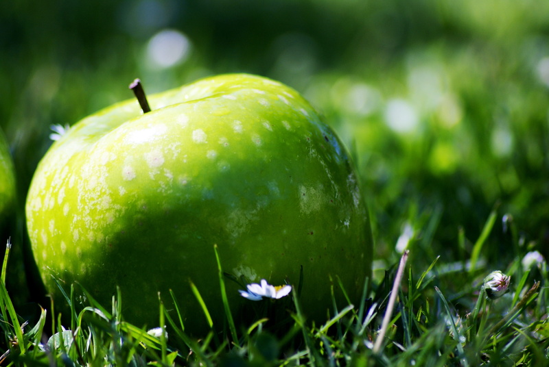 apple - fruit, healthy eating, wellbeing, freshness, tree, photo, orchard, fruit, apple, daisy, growth, single object, green, acid, grany fruit diet, field