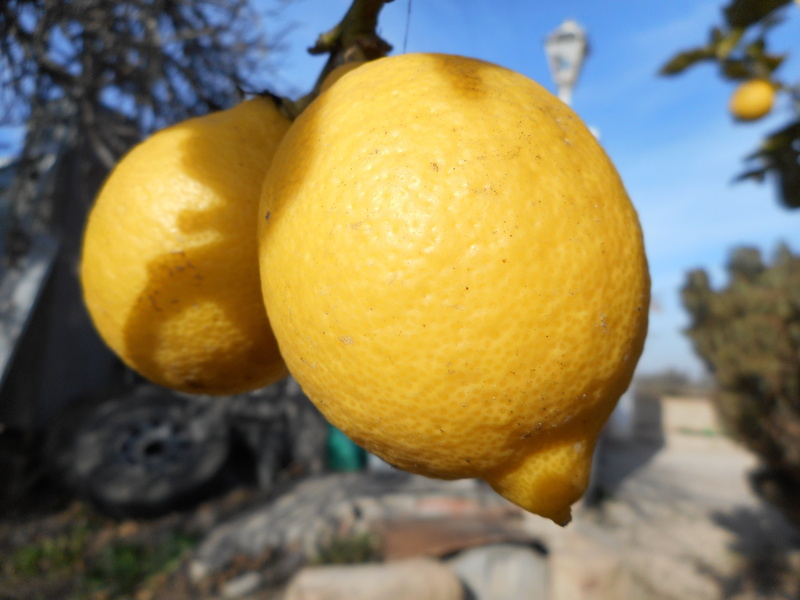ripe, outdoors, freshness, mediterranean, fruit, lemon, close-up, day, food and drink, nature, no people, lemon tree, yellow, healthy eating, food, mediterranean countryside