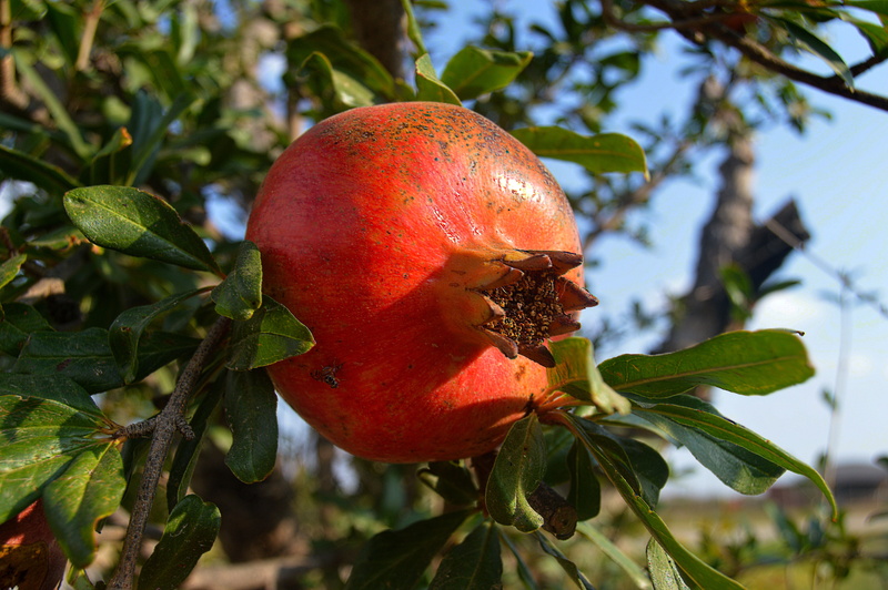 agriculture, acidic fruits, focus on foreground, pomegranate, growth, day, autumn, food, nature, autumn fruit, healthy, tree, plant part, no people, close-up