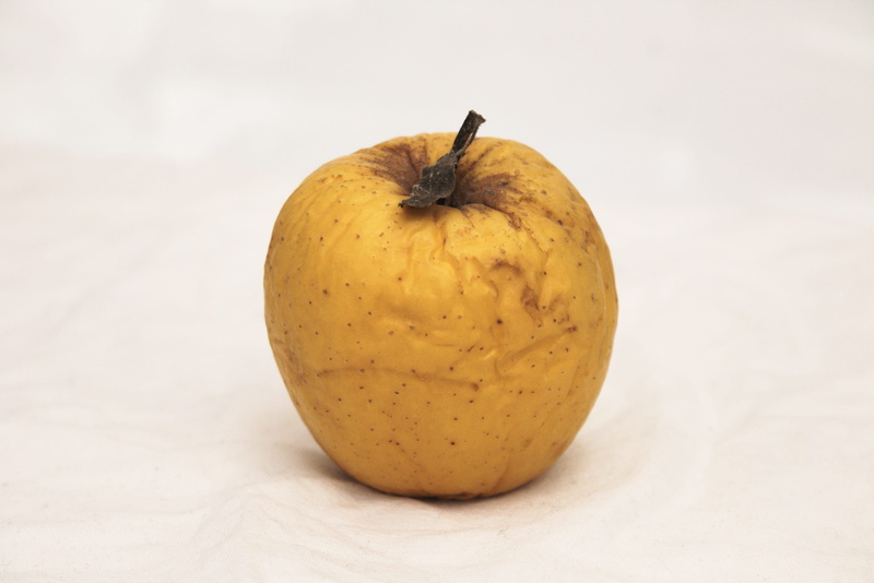 studio shot, Damaged, Apple, nature, plant stem, autumn, close-up, Withered, healthy eating, vegetable, still life, food and drink, freshness, cut out
