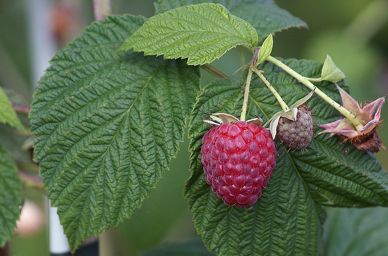 fresh, ripe fruit, red, fruit garden, tree, delicious recipes, outdoors, puberty, nature, raspberries, freshness, closeup, close-up, healthy, lychee, food and drink